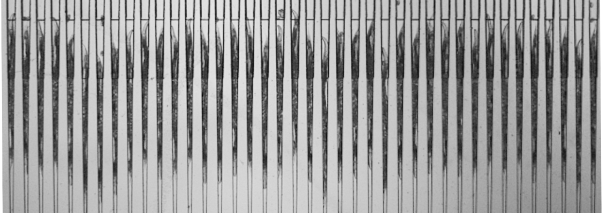 Worms immobilized in parallel vivoChip channels