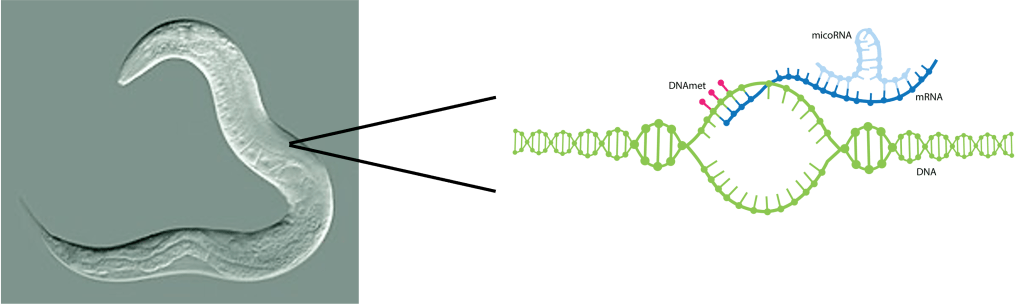 MicroRNA, a short strand of RNA that can inhibit mRNA translation, was discovered using C. Elegans as a model organism.