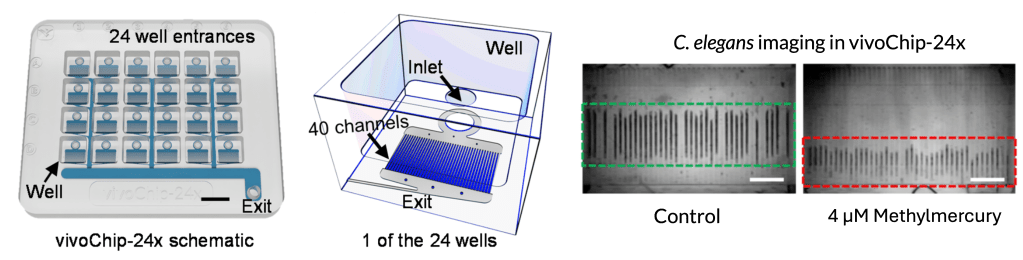 Schematic of the vivoChip and the images obtained