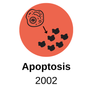Apoptosis - genetic regulation of organ development and programmed cell death