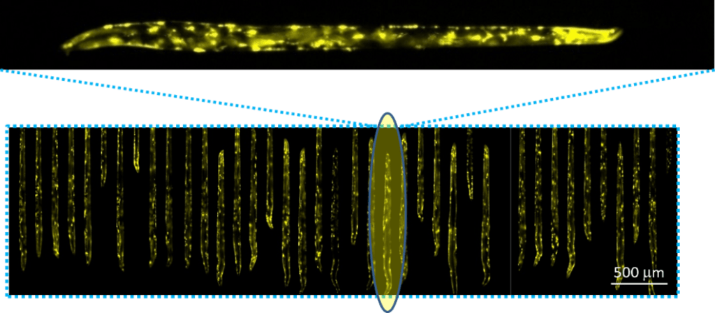 PolyQ::YFP worms in a vivoChip