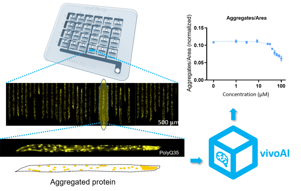 schematic of vivoVerse's protein aggregation assay