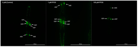 Dopaminergic neurons are affected by PFAS in C. elegans